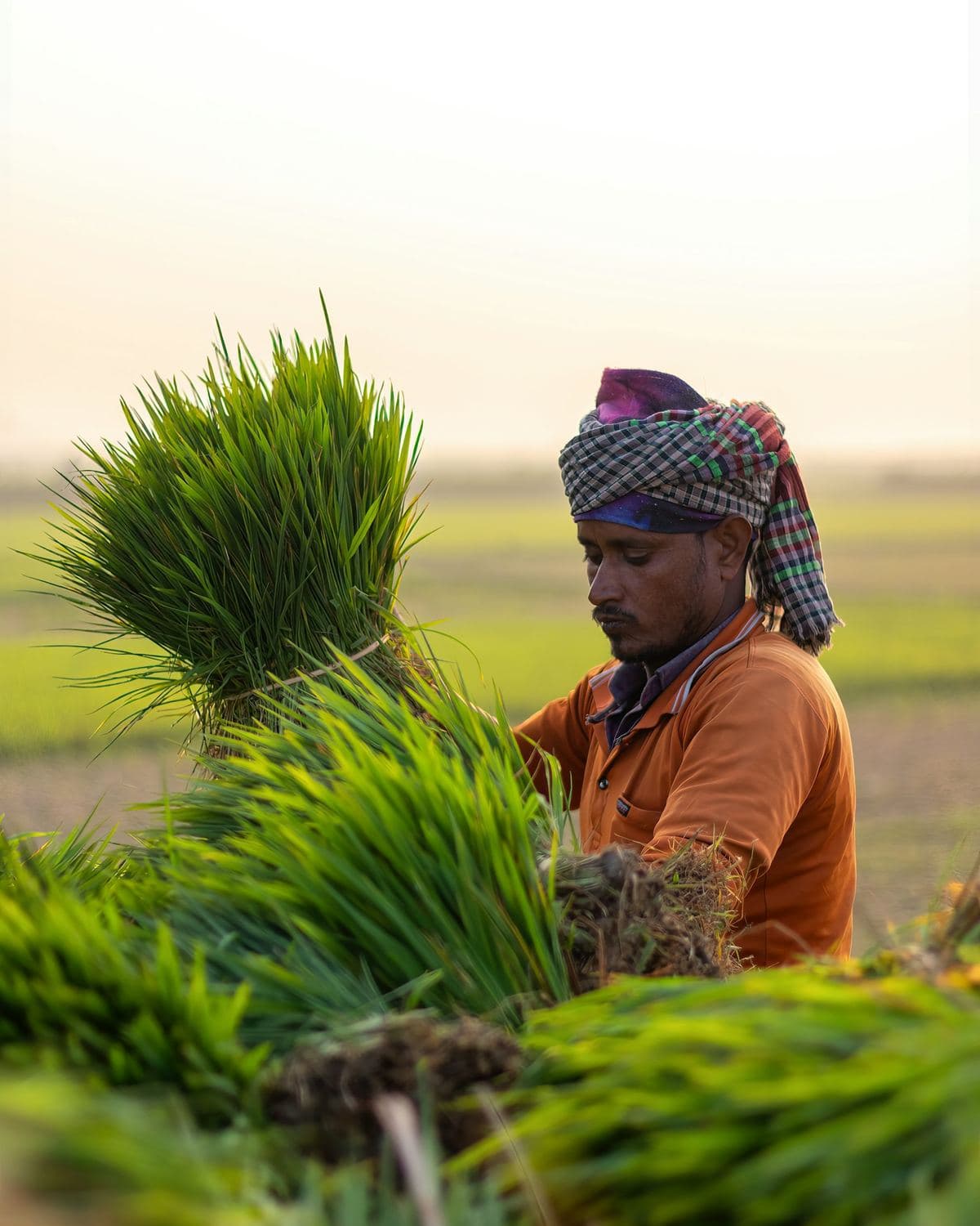 A farmer carrying bundles of paddy seedlings