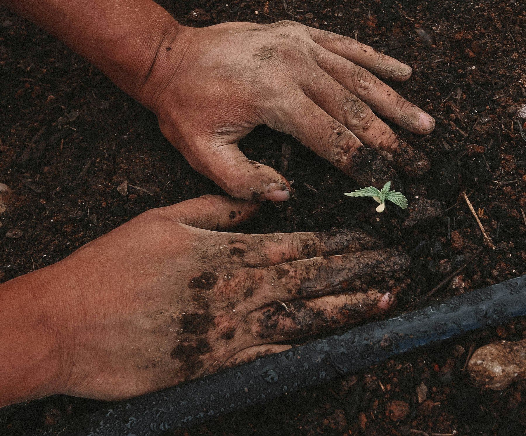 Hands working a seedling into dark field soil